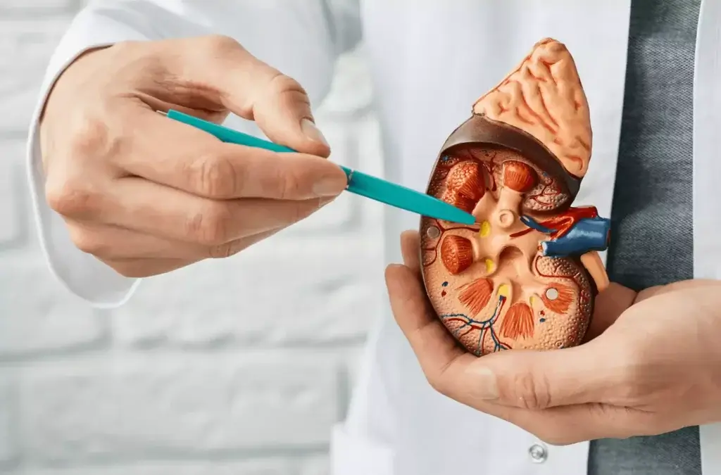 Kidney's perform several critical functions in the body, therefore keeping your kidneys health is vital.